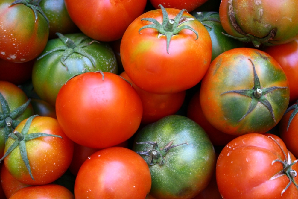 tips-growing-tomatoes
